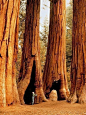 [加州的红杉国家公园] 不知道这里会不会有巨人出现哦，渺小的人，可以尽情仰望！