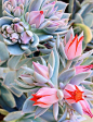 Succulents ~ by Rich Greene ~ Miks' Pics "Flowers lll" board @ http://www.pinterest.com/msmgish/flowers-lll/: Succulent, Cactus Succulents, Cacti, Landscapes Floral Gardening, Beautiful Flowers, Plantas Suculentas Flowers, Richgreenephotography