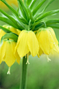 Fritillaria imperialis 'Maxima Lutea' 冠花贝母"鲁提亚极限"