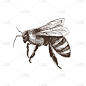 蜜蜂,动物手,分离着色,白色,野生动物,黄蜂,蜂蜜,绘制,飞