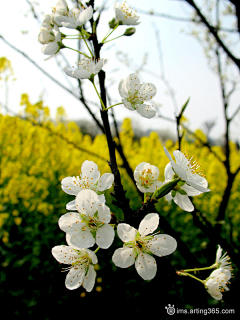 朝暮之外采集到花信