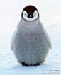 胖嘟嘟的企鹅，我都在怀疑它走路会不会摔倒呀！