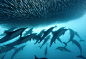 摄影师实拍沙丁鱼群被捕食壮观景象_新闻_腾讯网