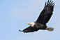 Bald Eagle by Craig A. Mullenbach on 500px