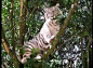 The tiger climb the tree 的图像结果