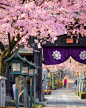 #清明小长假樱花季的日本# 日本樱花海，幸... 来自全景志 - 微博