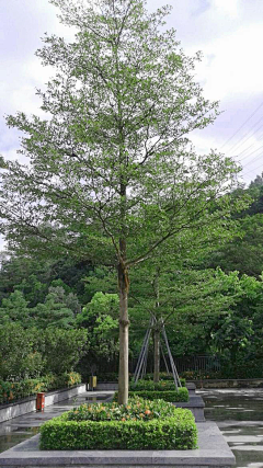 静欢悲喜采集到植物