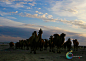 #沙漠之舟#默然摄影#摄影图片#新疆#骆驼#