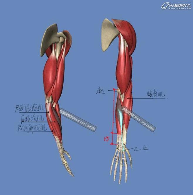 影视动画教程：手臂结构的骨骼及肌肉全面解...