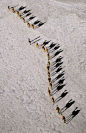 Africa | An Afar camel caravan crossing the salt flats of Lake Assal, as shadows lengthen in the late afternoon. At 509 feet below sea level, Lake Assal, Djibouti,  is the lowest place in Africa. | Photographer Nigel Pavitt, © John Warburton-Lee