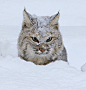 Bobcat Photograph - Friggin Winter by Steve McKinzie