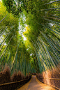 Winding by Takahiro Bessho on 500px, Arashiyama, Japan