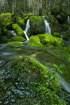 阳光∝集美采集到苔藓