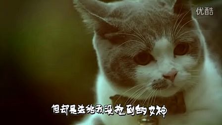 猎豹浏览器双11宣传片，备胎猫的故事，太...