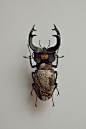 锹甲虫壳彩绘标本，日本艺术家Akihiro Higuchi ​​​​