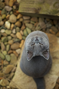 ---暖时光---采集到萌猫总动员