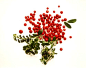 浆果,成分,轮廓,地窖,_gic7653001_Several Cranberries with Cranberry Leaves_创意图片_Getty Images China