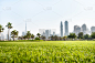 迪拜,城市天际线,市区,背景,哈利法塔,迪拜码头,未来,公园,草原,水平画幅