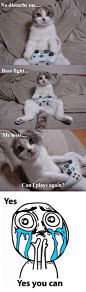 cat plays videos