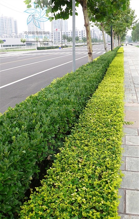 Ligustrum × vicaryi ...