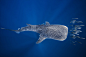 鲸鲨和金枪鱼浅滩 _鱼类_T2019330 #率叶插件，让花瓣网更好用_http://jiuxihuan.net/lvye/#