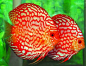 Pigeon Blood Discus