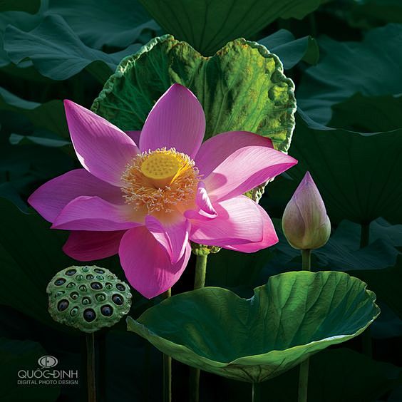 Lotus. Photo by duon...