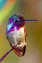 蜂鸟目·蜂鸟科·瑰喉蜂鸟属：瑰喉蜂鸟