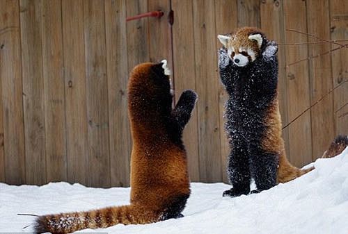 小熊猫的搜索结果_360图片