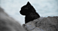 黑小猫坐在岩石上