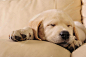 睡觉的拉布拉多甜蜜小狗