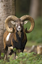 盘羊：哺乳类，国家二级保护动物。