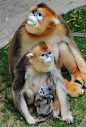 Golden Snub-Nosed Monkey Family - Papa, Mama & Tiny Baby
