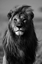 pinterest.com/fra411 #graowr - Lion