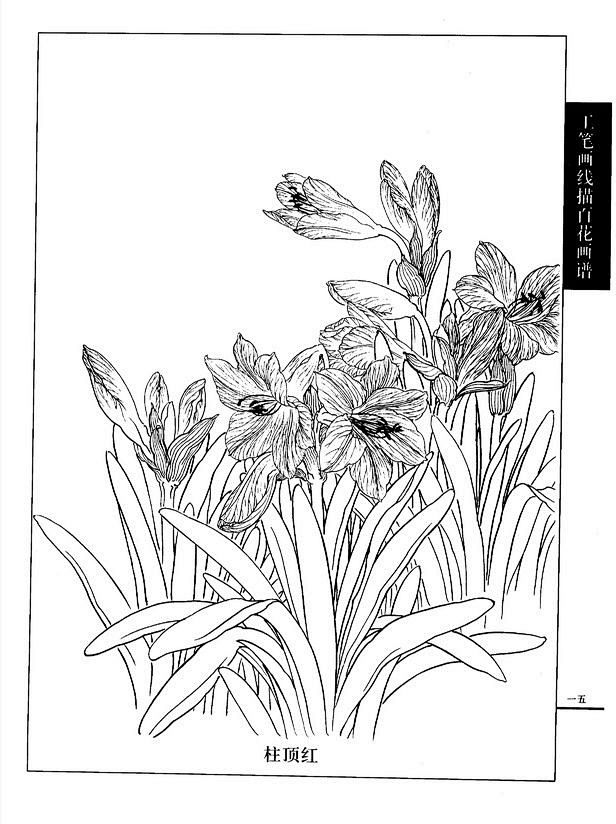 工笔画线描百花画谱(春夏篇)——柱顶红