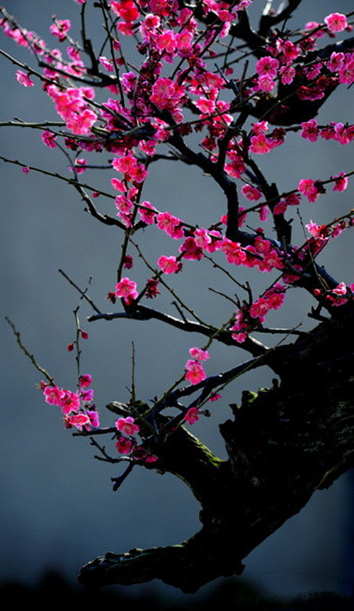 【梅】 老干虬出雕风寒，早讯春温绽花鲜。...