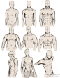 【手绘参考】关于【男性角色体态】的画法参考~共三种体型