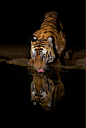 纪实摄影：野生老虎的世界