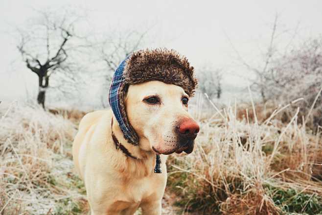 Dog with cap in wint...