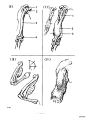 伯里曼人体结构绘画 (179).jpg