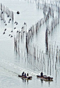 [霞浦沙江水墨画~ 。（摄影作者：苦纳鞋）] 转发//@自然之子是也：水中栅栏似围城，船儿突突鸟飞腾。//@太仓摄客:动与静，点与线，完美的构图与意境。