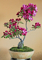 bonsai trees mean inner peace, serenity and contentment