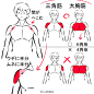 #SAI#{肌肉的画法以及人体的结构}，腕胸胁腹手肩膀，可以当作参考，自己收藏，转需吧~