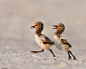 Am Oystercatcher Squabble by Marina Scarr on 500px