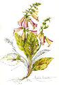 Herbier de france植物绘