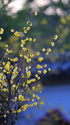 洒脱淡定采集到花花叶叶总关情