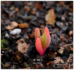 逆时针的钟摆采集到多肉植物