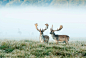 Stijn Smits在 500px 上的照片Fallow Deer