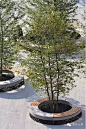 【天地大美---景观鉴赏】树池也可以很艺术，别再说你不会设计树池了-天地大美-微头条(wtoutiao.com)