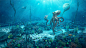 Octopus Date : The Octopus Date is one of UNHIDE School projects, where we teach how to use MODO, Cinema 4D, Zbrush and Octane render. You'll learn to create an Octopus model and it's surroundings.After 3D stage, you'll learn step-by-step from blending 3D